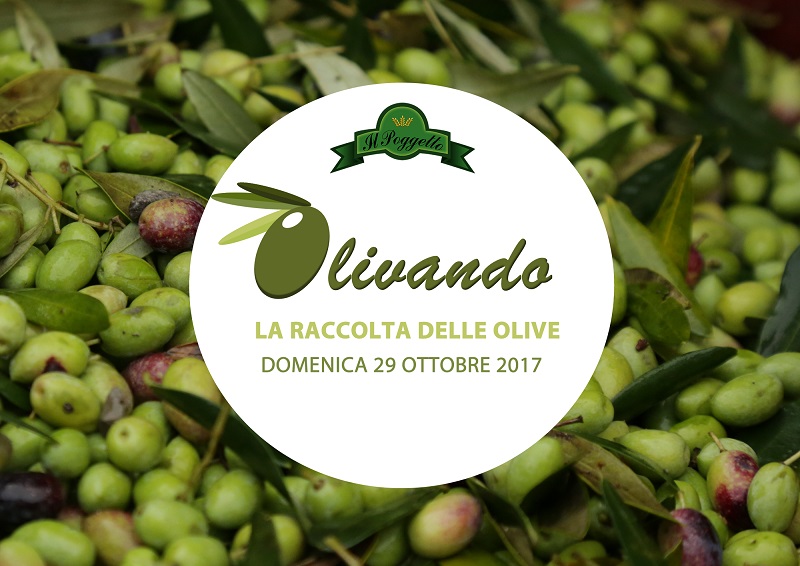 Olivando 2017 … La magia della raccolta delle olive